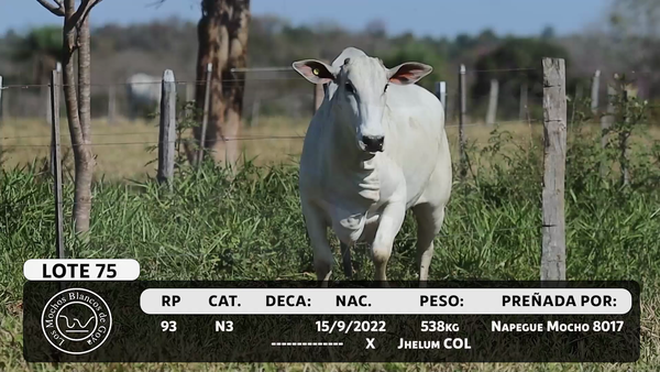 Lote LOTE 75