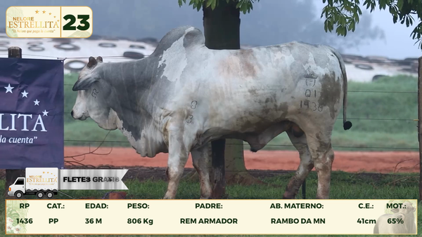 Lote LOTE 23