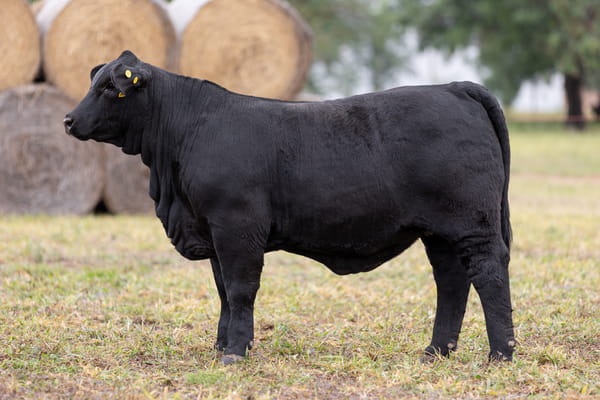 Lote LOTE 18