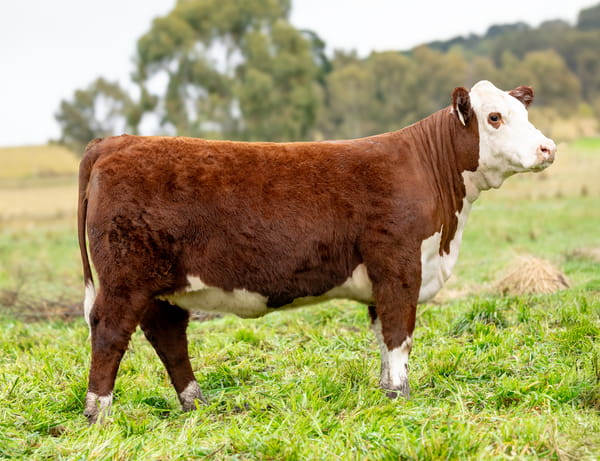 Lote Terneras PP