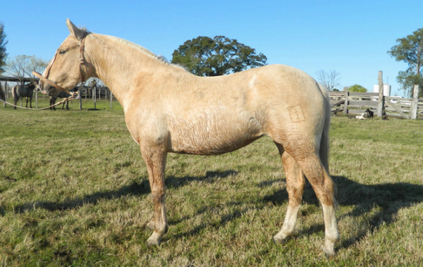 Lote ORGULLOSA 253 DE NC