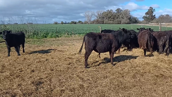 Lote 40 Terneros/as