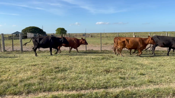 Lote 680 Piezas de cría en Costas de Ayala, Treinta y Tres