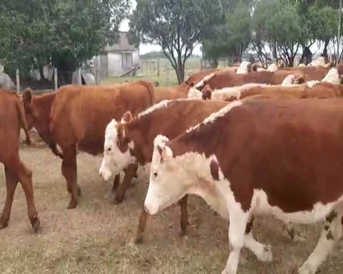 Lote 32 Novillos 1 a 2 años HEREFORD 280kg - , San José