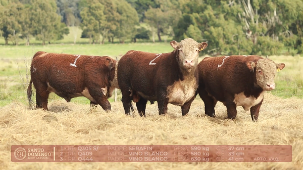 Lote ORDEN 27 TOROS DE LOTES