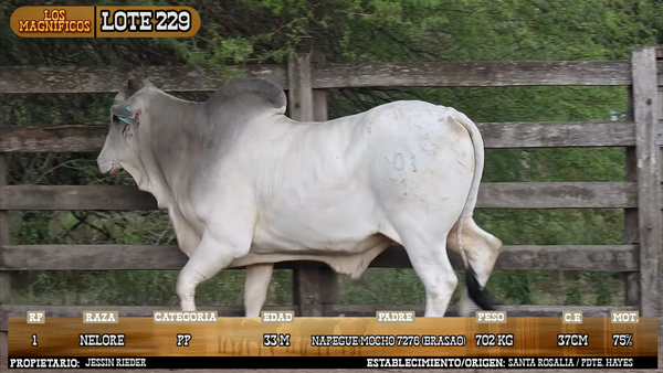Lote LOTE 229 - PANTALLA