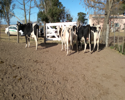 Lote VAQUILLONAS PREÑADAS