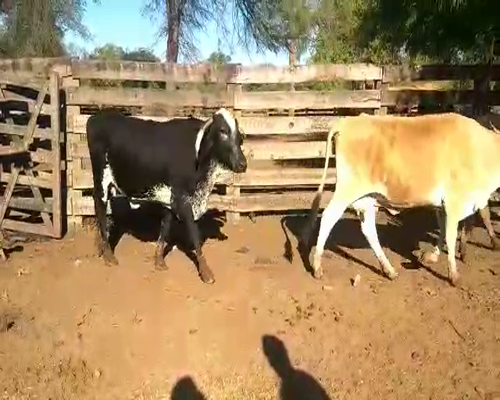Lote 44 Vacas en Monte Quemado, Santiago del Estero