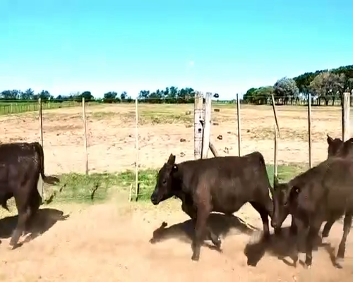 Lote 70 Terneros en Alejo Ledesma, Córdoba