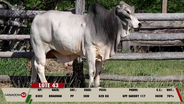 Lote LOTE 43