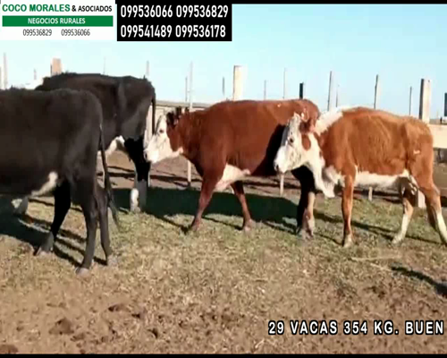 Lote 29 Vacas de Invernada en Santa Clara, Cerro Largo