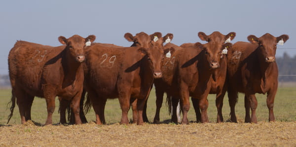 Lote VAQUILLONAS ANGUS PC PARICION OTOÑO