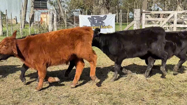 Lote 45 Terneros/AS