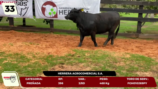 Lote LOTE 33- EN VIVO