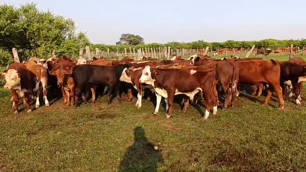 Lote 70 Terneros en Corrientes, Sauce