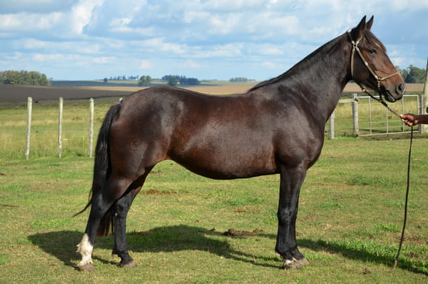 Lote CATANDUVA VOYAGE
