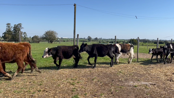 Lote TERNEROS Y TERNERAS