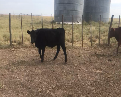 Lote 119 Terneros/as en Cabildo, Buenos Aires