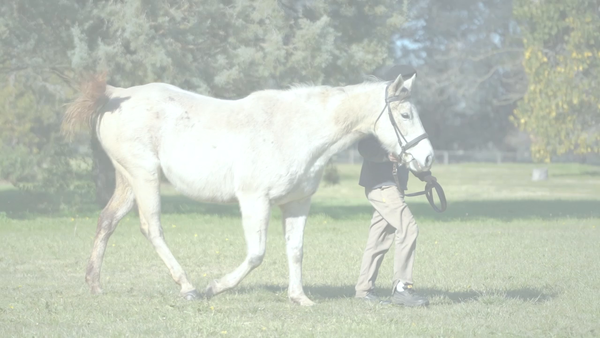 Lote NORINA (EXCHANGE RATE -  NEARLY MAD) VACIA NORMAL