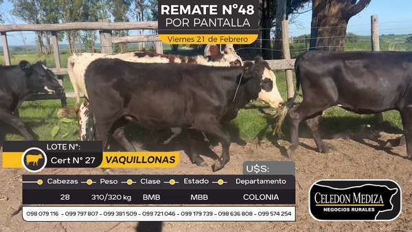 Lote 28 Vaquillonas  en Otra Localidad, Colonia