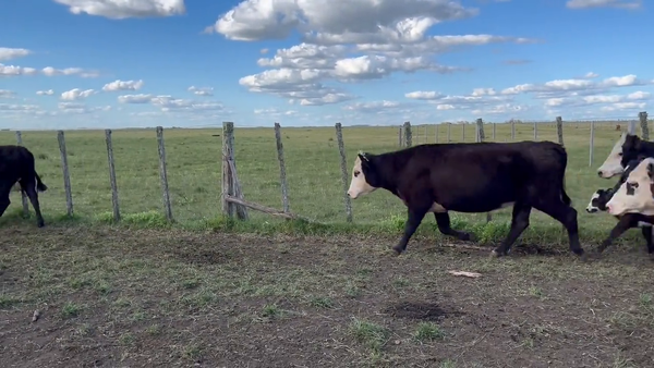 Lote Vacas Preñadas