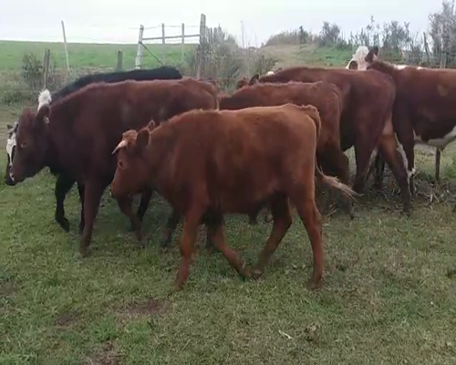 Lote Terneros
