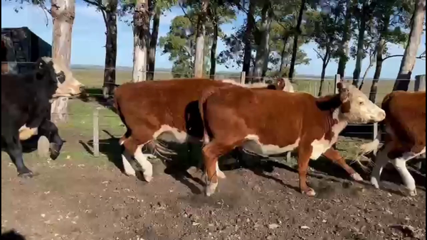 Lote VIENTRES ENTORADOS