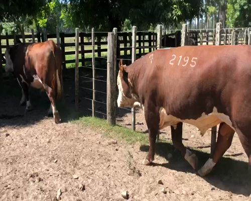 Lote 2 Toros en Cerro Largo, Cerro Largo