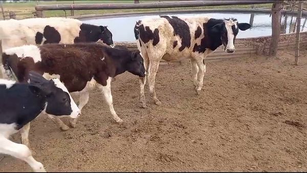 Lote 10 Novillitos Holando Argentino en La Paquita, Córdoba