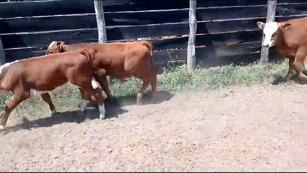 Lote 120 Terneros/as en Corrientes, Lavalle