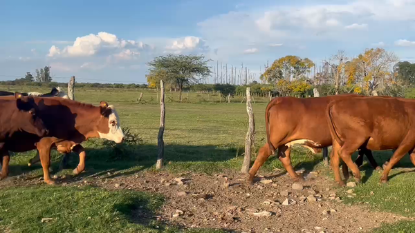Lote 19 Vacas nuevas C/ gtia de preñez