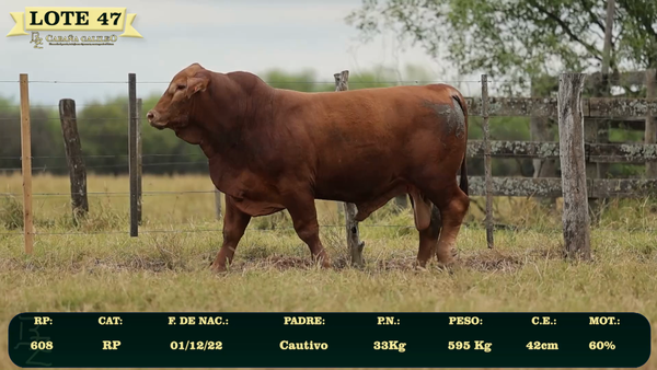 Lote LOTE 47