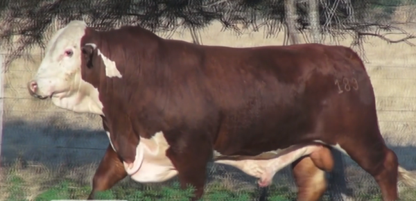 Lote TOROS(CORRAL 24)BRAFORD "CABAÑA DON TOTO"