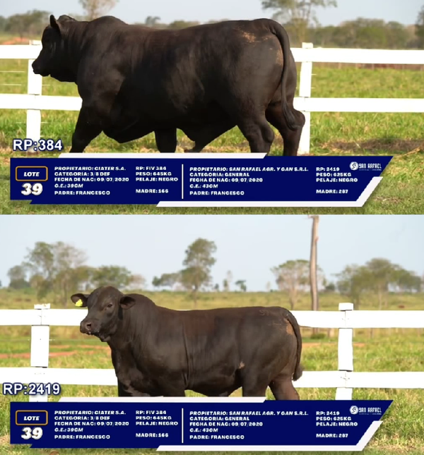Lote LOTE 39 - DUO