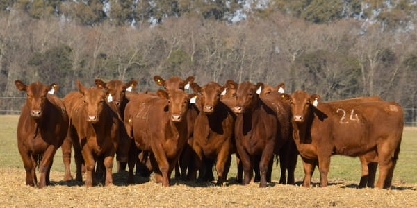 Lote VAQUILLONAS ANGUS PC PARICION OTOÑO