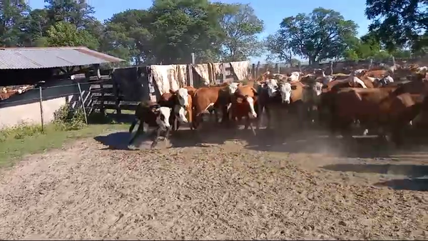 Lote 70 Terneros en Santa Lucía, Corrientes
