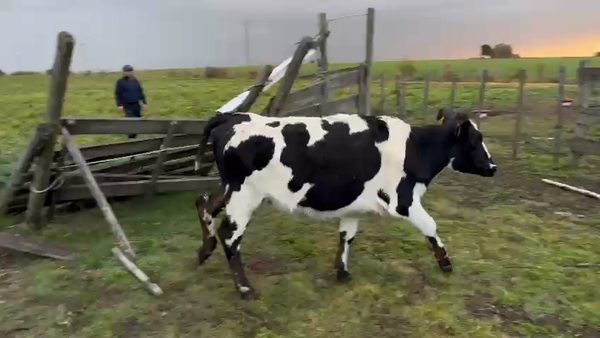 Lote 1 vaquillona kiwi