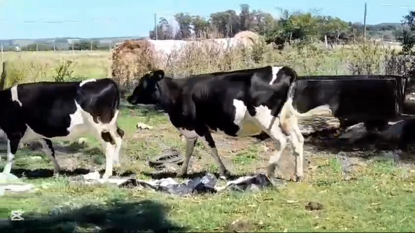 Lote VACAS INDUSTRIA