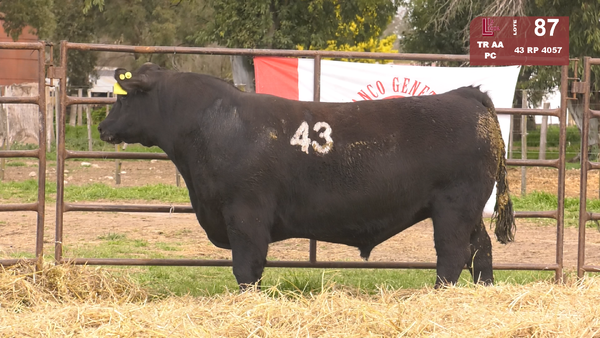 43 4057 — TOROS ANGUS NEGROS  PC