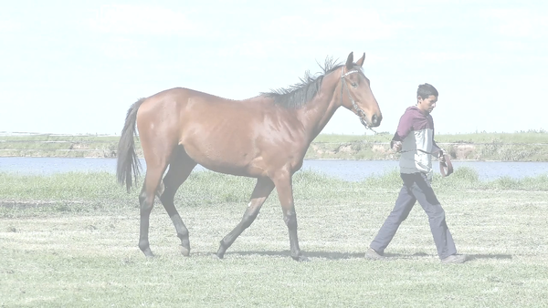 Lote TEMERARIO STRIPES (TETAZE -  EMBROLLADA )