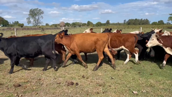 Lote 49 Vientres Preñados en Canelones