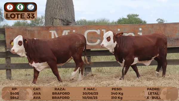 Lote LOTE 33