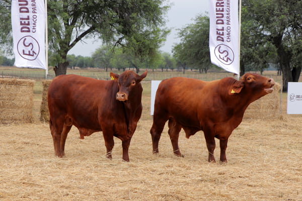 Lote TOROS