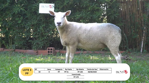 Lote Lote 3 - PP
