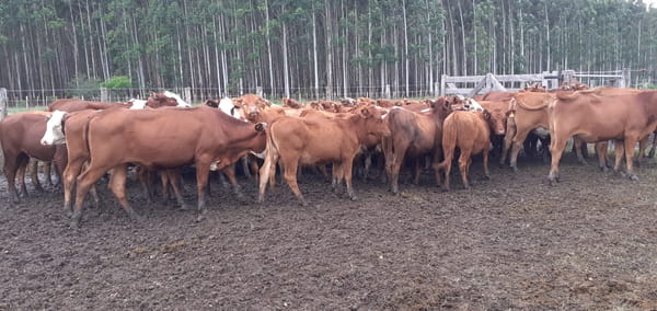 Lote SAENZ VALIENTE, BULLRICH Y Cia. S.A.