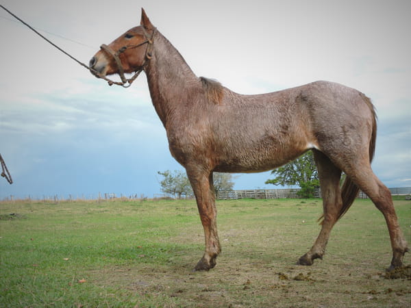 Lote AMARU EL TACUARAL - R.P. 340