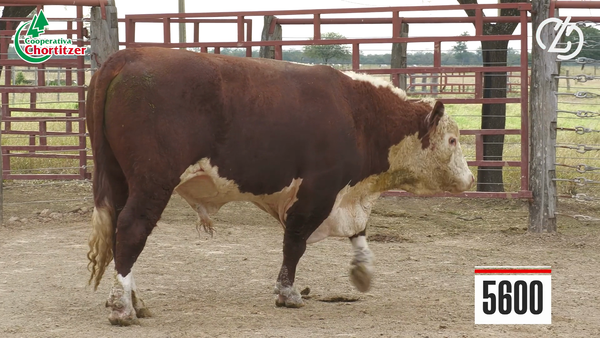 Lote Hereford