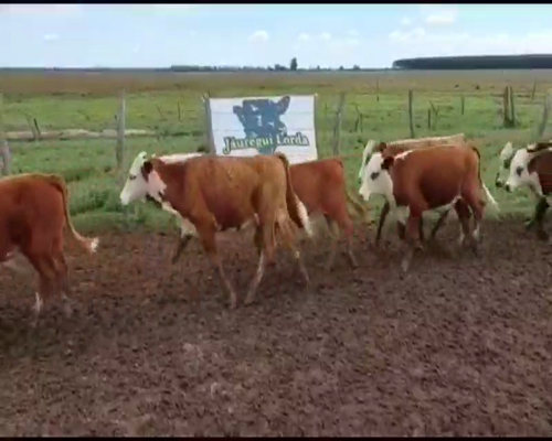 Lote 100 Terneros en Mercedes, Corrientes