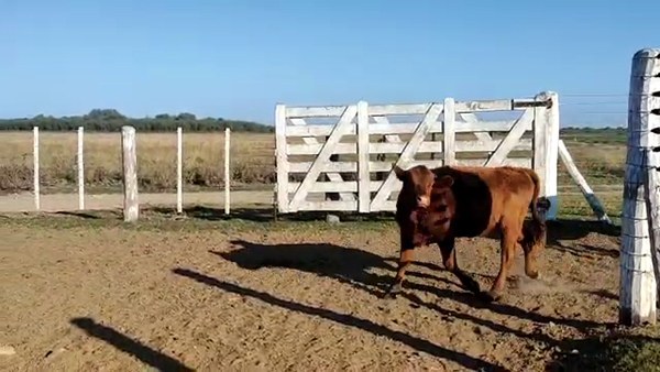 Lote 44 Vaquillonas Braford y sus cruzas en Sunchales, Santa Fe