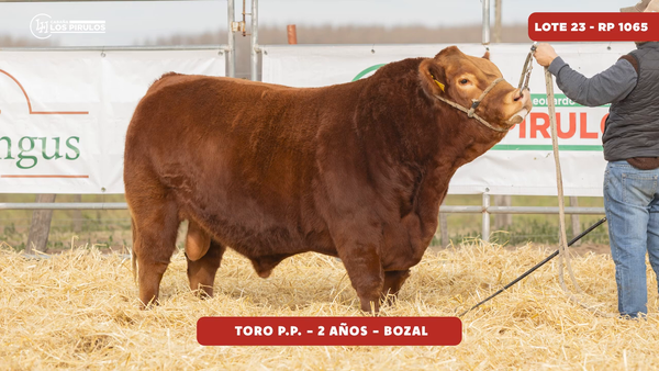 Lote TORO PURO DE PEDIGREE - 24 meses - bozal